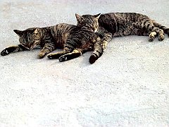 Gatti (195)